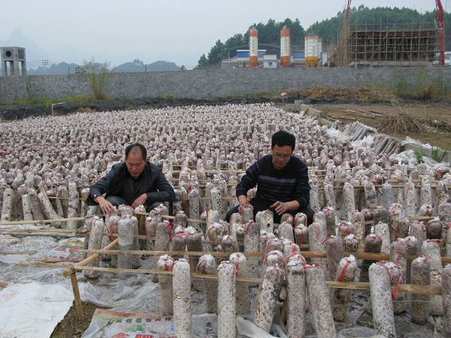 3-2009210S2323W 甘蔗渣用来栽培食用菌